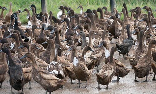 Group Duck raising