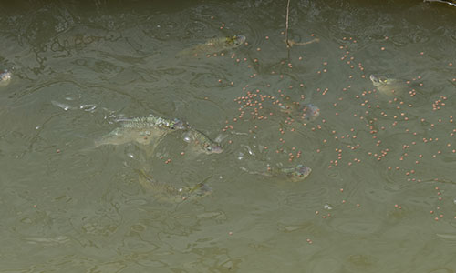 Group Fish raising