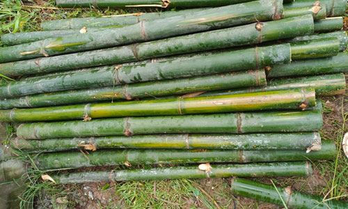 Bamboo Raw Material