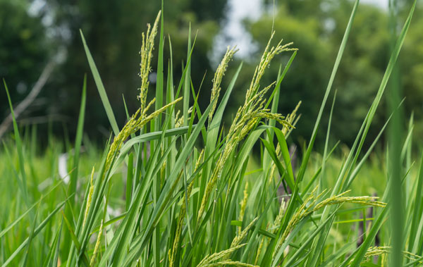 rice-growing