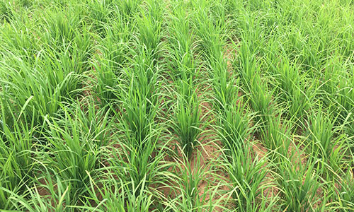 Group Rice Plantation