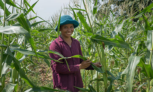 Group Vegetable Plantation